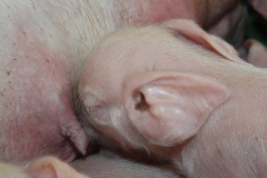 PRRS control by adjusting the sow’s diet