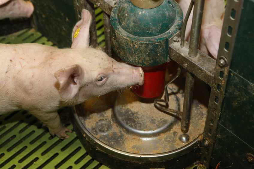 Antibiotics affect piglet’s immune system