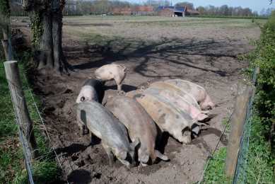 Backyard farm in Latvia affected with ASF