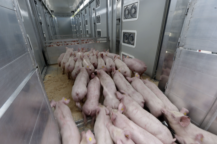 ‘US TPP talks to generate 10,000 pork export jobs’
