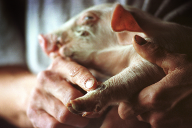 Study: Pig farmers more likely to carry MRSA