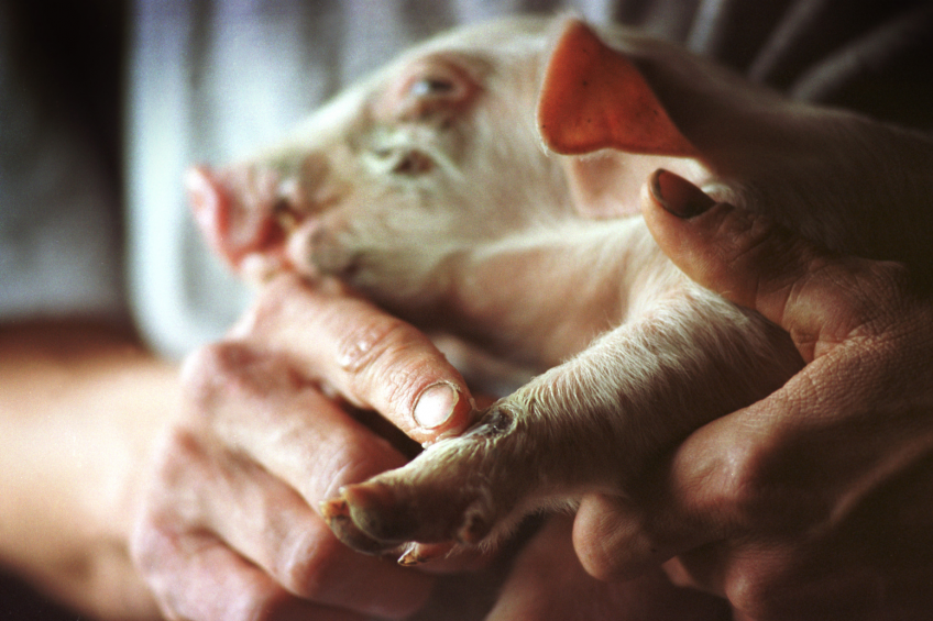 Study: Pig farmers more likely to carry MRSA