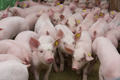 African Swine Fever gains momentum in Ukraine