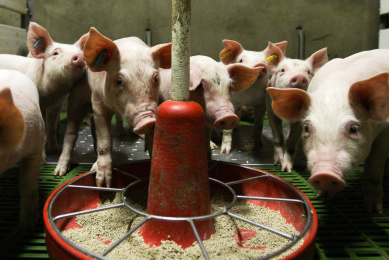 First domestic pigs in Estonia affected by ASF