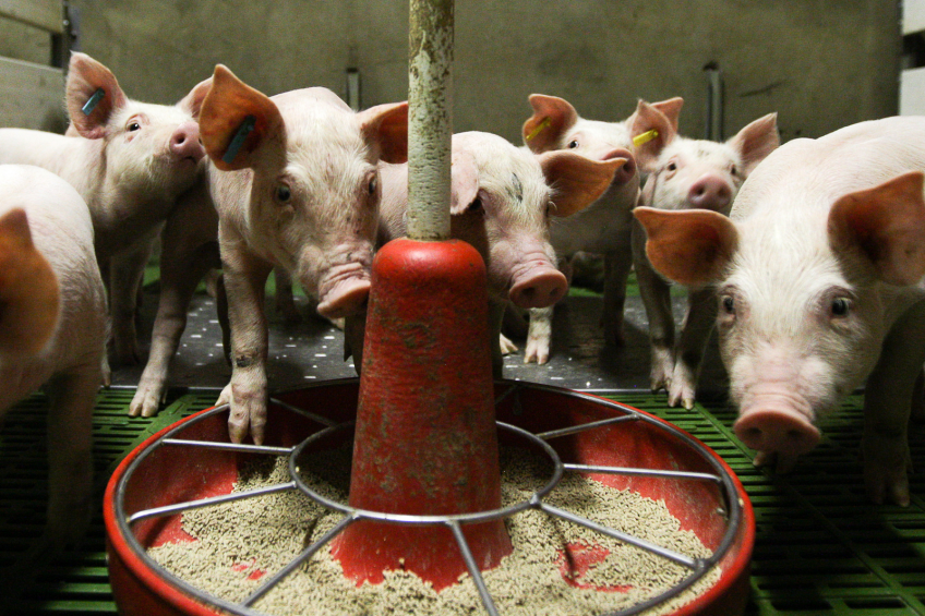 First domestic pigs in Estonia affected by ASF