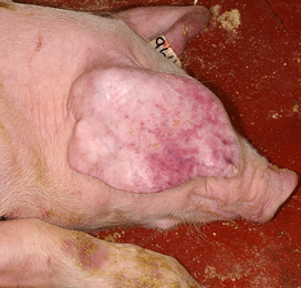 Poland: African Swine Fever getting under control