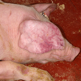 Poland: African Swine Fever getting under control