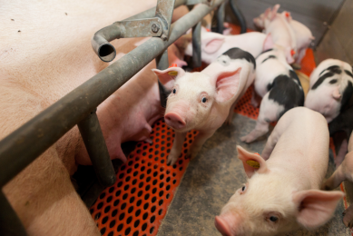 Control of Torque Teno sus virus in pigs