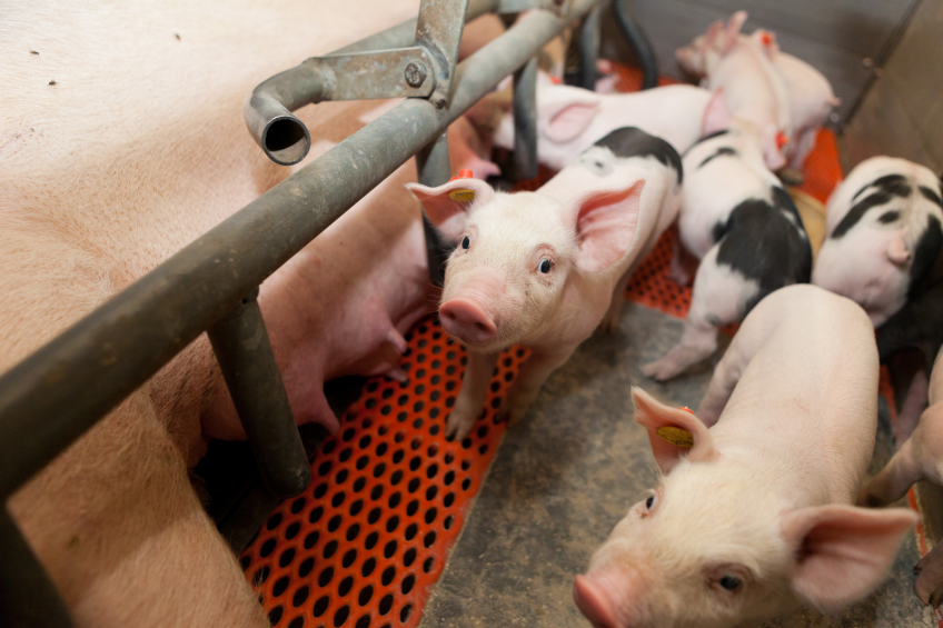 Control of Torque Teno sus virus in pigs