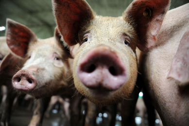 5-year ban on larger hog farms in Arkansas area