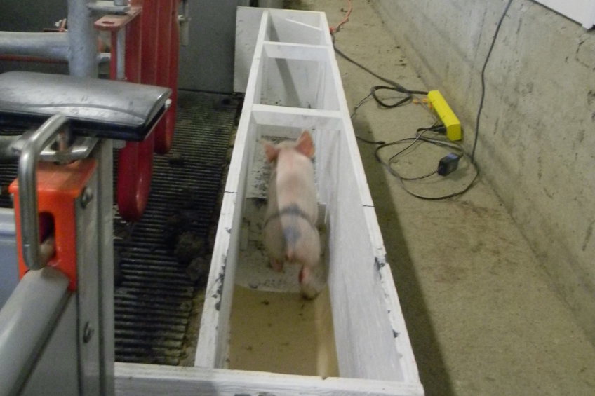 Sugar: Solution for pain control in piglets?