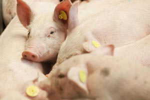 Undetected strains of H3N8 in pigs raises concerns