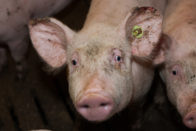 Genetically modified pig organs for use in humans