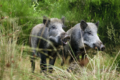 New outbreaks of African swine fever in Ukraine