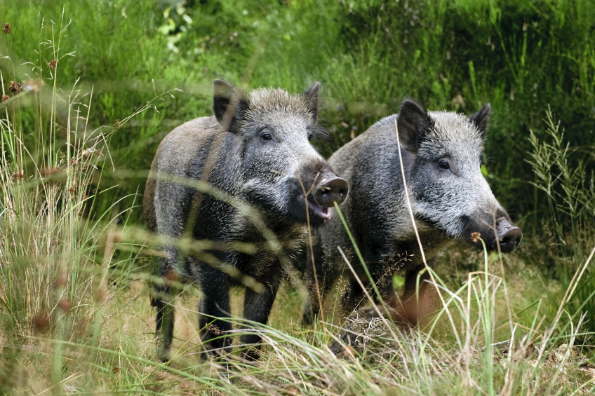 New outbreaks of African swine fever in Ukraine