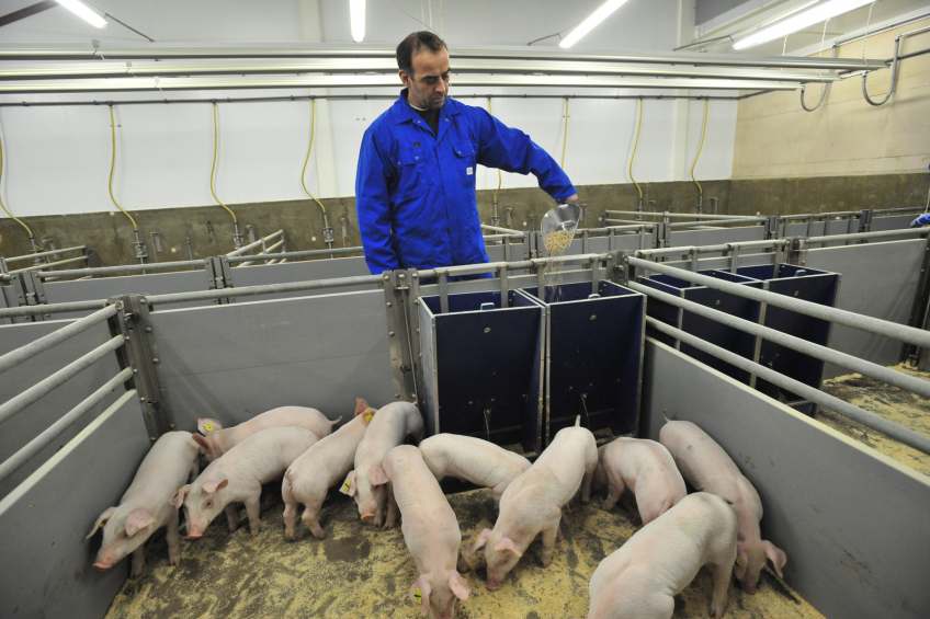 Weaners being fed at Nutreco's Swine Research Centre.