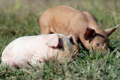 Is the gastro-intestinal flora of outdoor piglets&