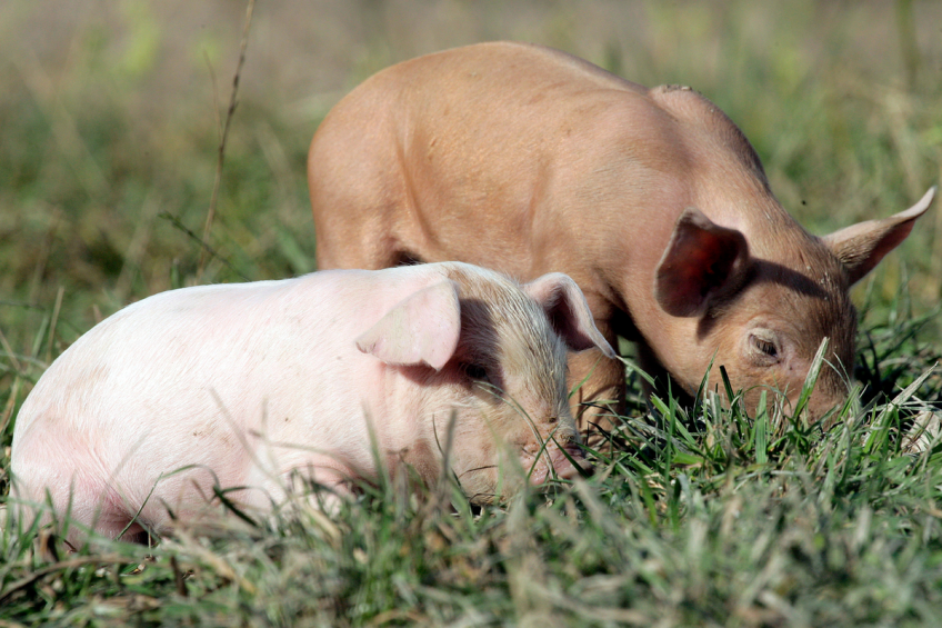 Is the gastro-intestinal flora of outdoor piglets&