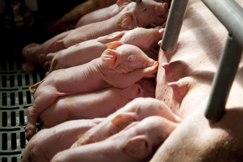 Control over the most frequently observed pathogenic micro-organisms will lead to better ROI and provides much better general performance in the farrowing house. [Photo: Jan Willem Schouten]