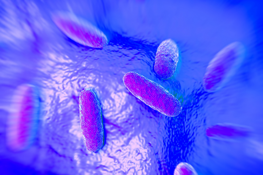 In the absence of antibiotics, feed additives are playing a greater role in the fight against bascteria, such as Salmonella typhimurium.