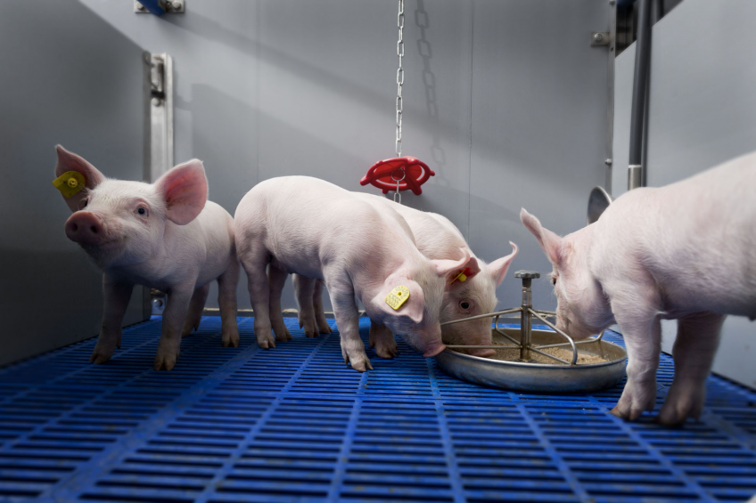 Supplementing Milkiwean diets next to the sow s milk increases within-batch homogeneity at weaning. Photo: Trouw Nutrition