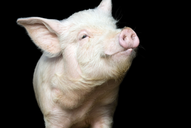 Zooming in on the taste of water for pigs