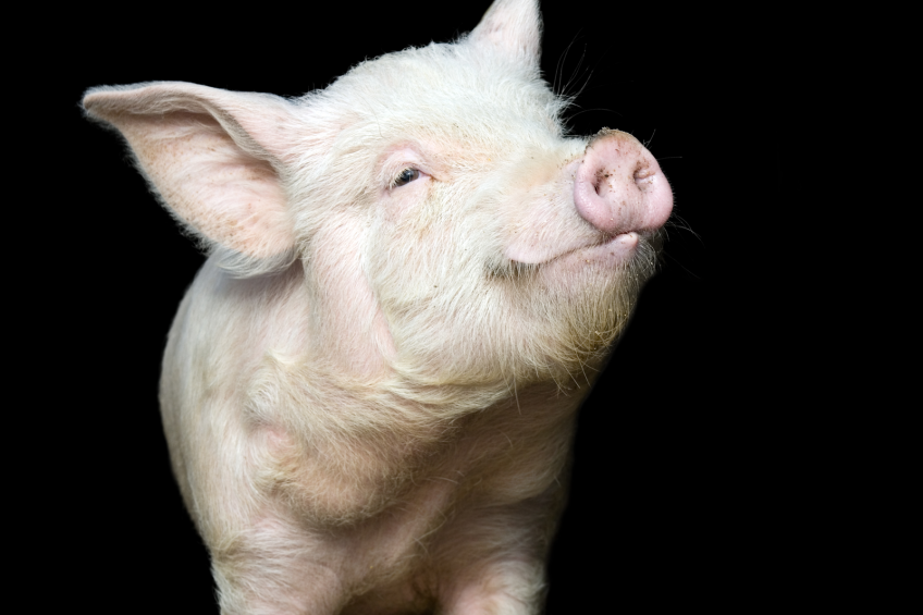 Zooming in on the taste of water for pigs