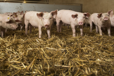 The addition of straw bedding can increase lying and resting times for pigs.