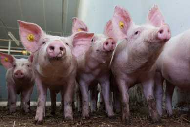 English pig herd shrinks