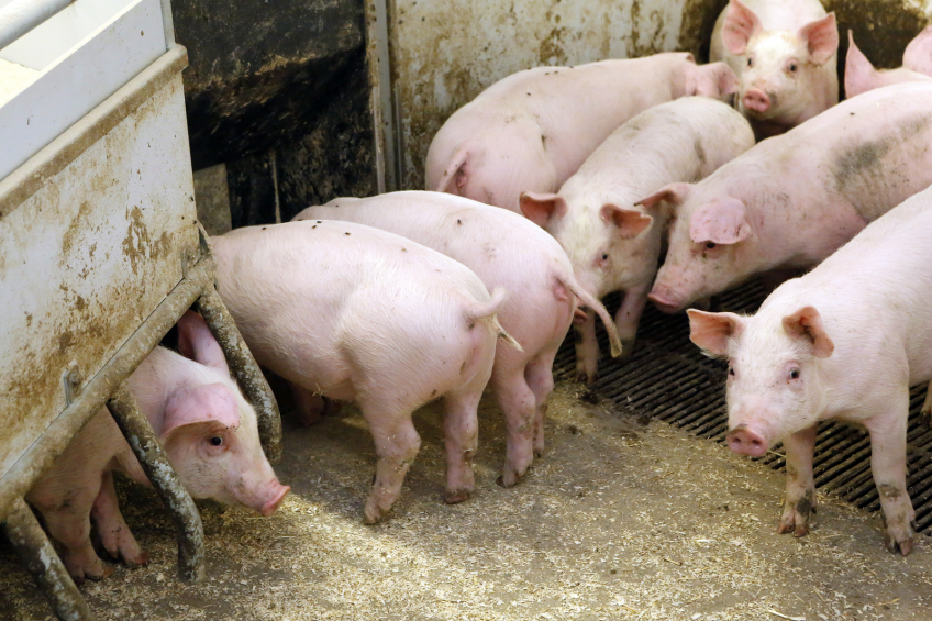 At weaning, piglets face a difficult time with ( various challenges coming their way. [Photo: Henk Riswick]