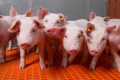 Balancing the microbial gut flora and enhancing feed intake is helpful for getting healthy piglets.