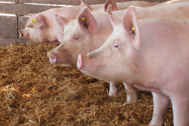 Adjust sow nutrition to handle seasonal changes