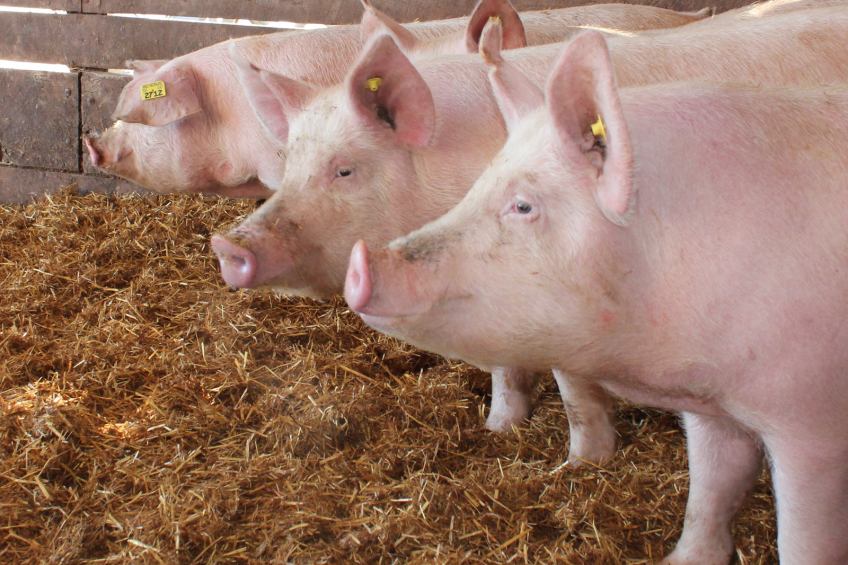 Adjust sow nutrition to handle seasonal changes