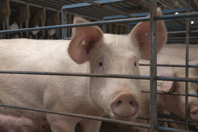 Why chelates can make the difference in sow herds