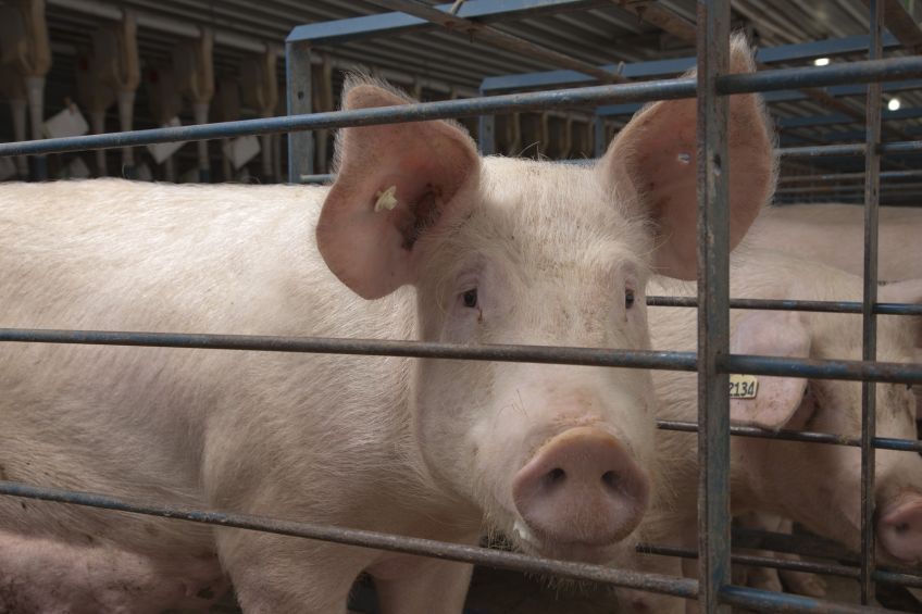 Why chelates can make the difference in sow herds