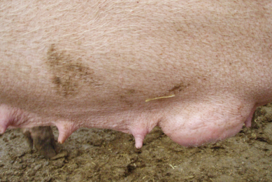Health management key in all phases of a sow’s life