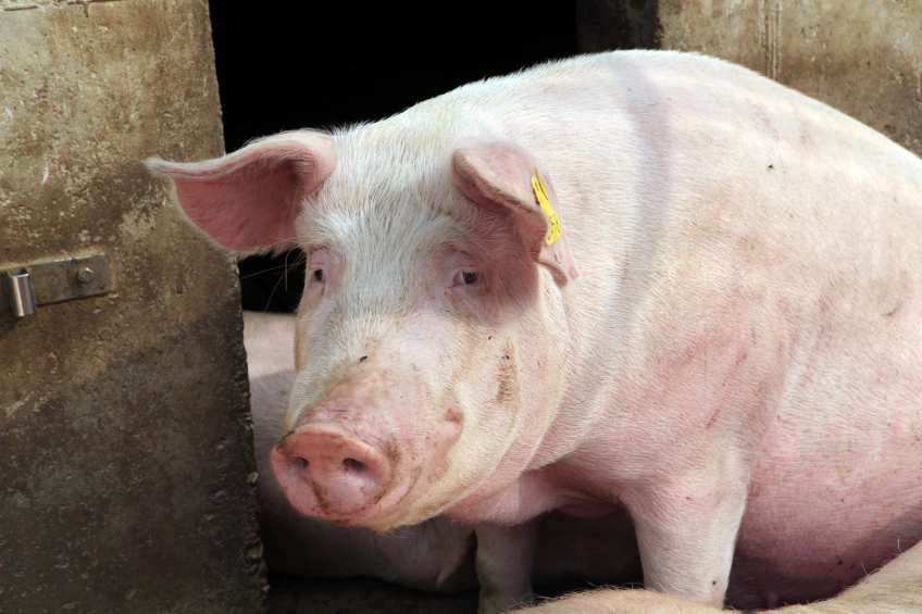 Live yeast to fight constipation in sows