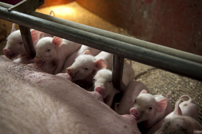 Larger litters, smaller piglets, more health problems