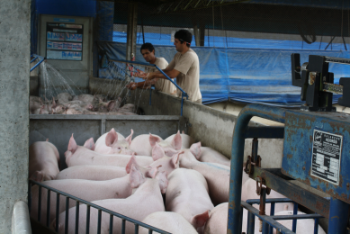 PED virus could bring Brazil smiles or sadness