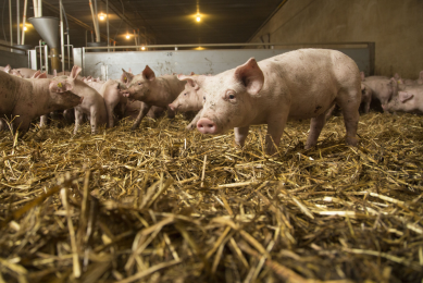 The role of zinc in piglet health