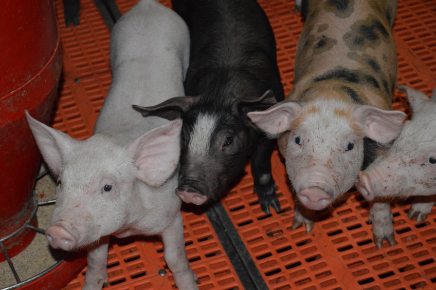 Yeast to balance piglet microbiota at weaning