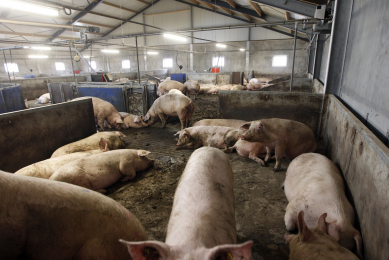 A well-managed sow produces healthy offspring