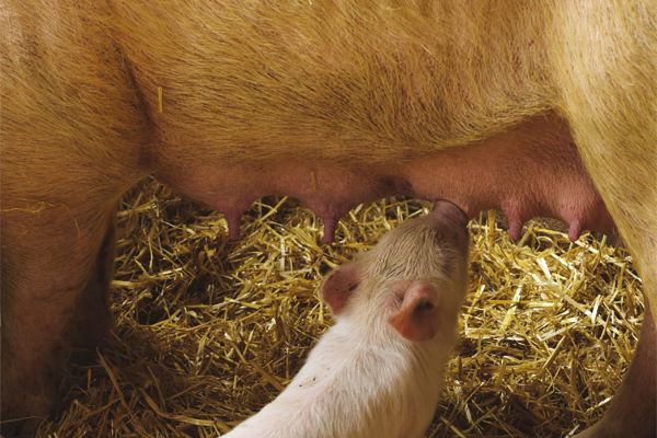 Tributyrin: Healthy gut, happy piglet