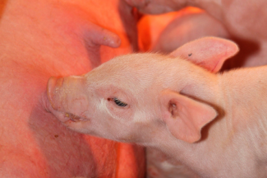 Managing oxidative stress to improve piglet health