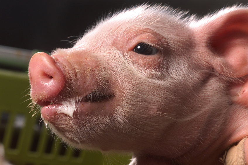 Study: Early piglet weaning can eliminate PRC virus