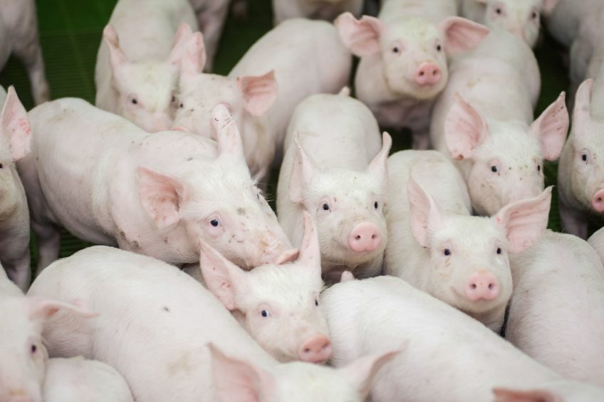 Piglet diets are often supplemented with high amounts of organic acids. Photo: Oleksandr Lipko