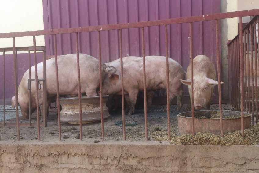 Finisher pigs at a commercial swine farm near Malawi s capital Lilongwe. Photo: Grace Nathoka