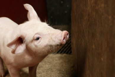 In trials with piglets, reduction of the oxidative stress was shown when a mycotoxin solution was added to the feed. Photo: Peter Bakker