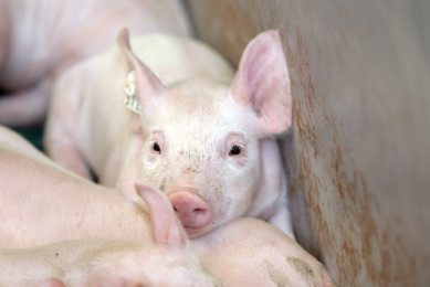 MRSA in Danish pigs – what can we learn?