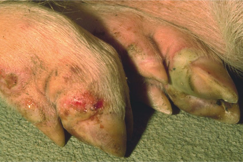 Pigs can transmit FMD prior to signs of sickness